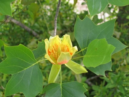 Lyriodendron lalea