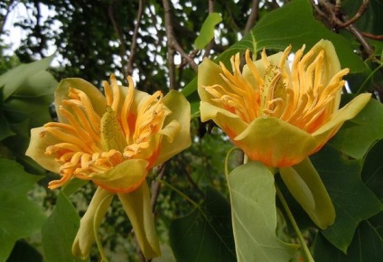 Lyriodendron lalea