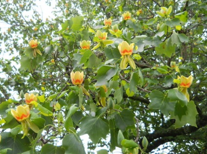 Lyriodendron lalea