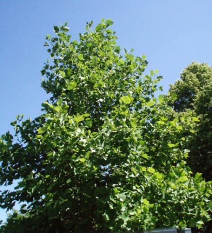 Lyriodendron lalea