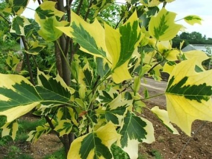 Lyriodendron lalea