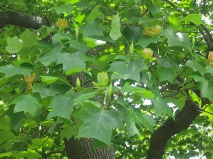 Lyriodendron lalea