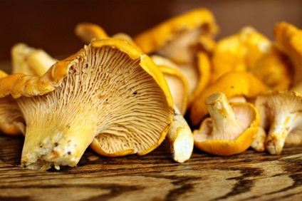 Chanterelles pentru iarnă în bănci