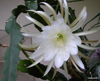 Leaf cacti epiphylly și zigokaktus - flori