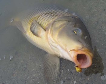 Capturarea crapului în momeli de toamnă, tehnică, loc