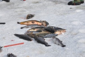 Crapul de pescuit în timpul iernii pentru cei interesați