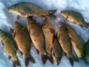 Crapul de pescuit în timpul iernii pentru cei interesați