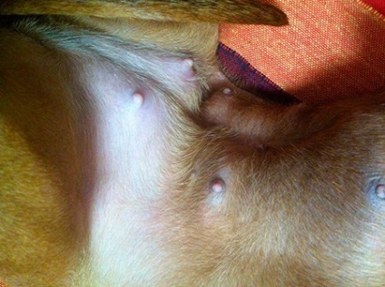 Sarcina falsă (pseudo-otrăvire) la câini, simptome de bază, tratament, copii de faună