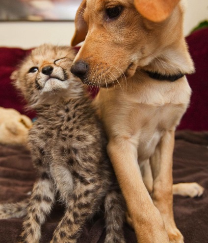 Cei mai buni prieteni ghepard și labrador împreună pentru un an - știri în fotografii