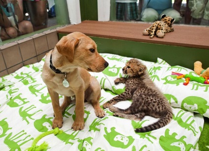 A legjobb barátok gepárd és Labrador már együtt egy év - hírek képekben