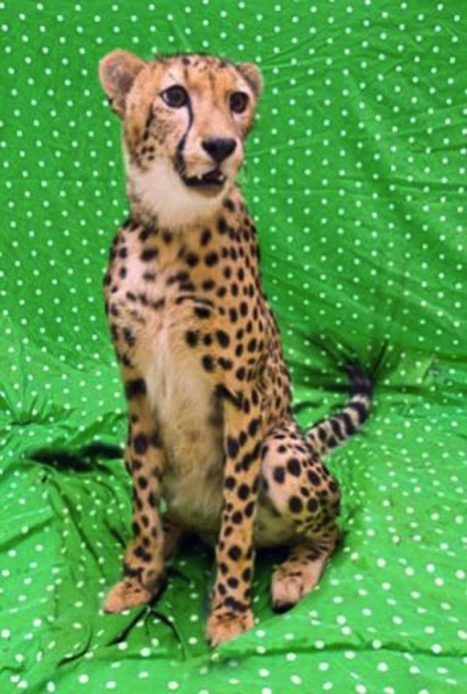 Cei mai buni prieteni ghepard și labrador împreună pentru un an - știri în fotografii