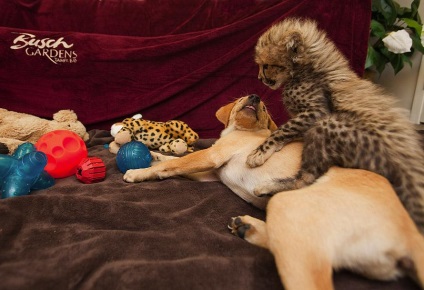 Cei mai buni prieteni ghepard și labrador împreună pentru un an - știri în fotografii