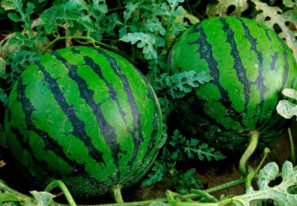A legjobb fajták a görögdinnye termesztenek aktív Oroszországban és a FÁK