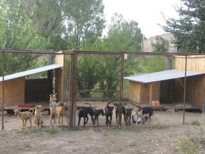 Fondul Luhansk pentru asistență și protecție a animalelor stricate - Dă-ți picioarele!