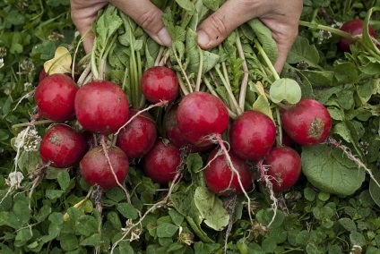 Trucuri mici de cultivare a unei ridiche