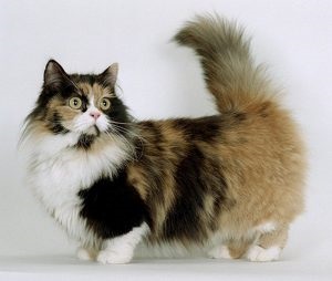 Munchkin - macska, rövid lábakkal