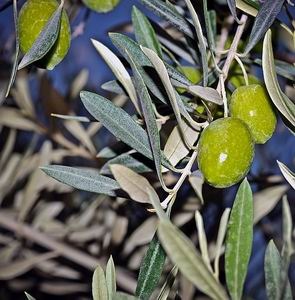 Európai olajfa (Olea europaea) - orvosi konzultáció