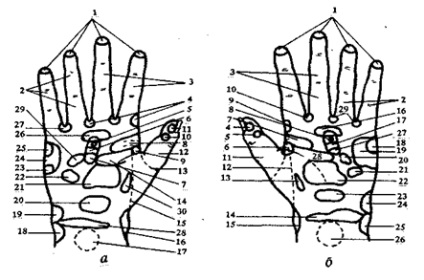 Masaj de zone reflexe de mâini - stadopedia