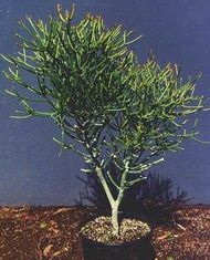 Euphorbia tirucalli (euphorbia tirucalli)