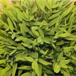 Euphorbia tirukalli îngrijire, reproducere, înflorire, cumpăra semințe - flori acasă