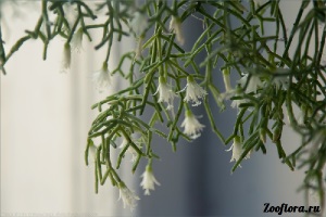 Euphorbia tirukalli îngrijire, reproducere, înflorire, cumpăra semințe - flori acasă