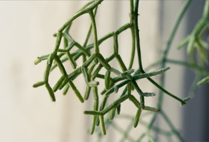 Euphorbia tirukalli - îngrijire la domiciliu