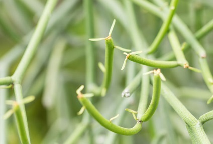 Euphorbia tirukalli - îngrijire la domiciliu