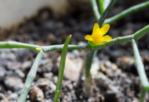 Euphorbia Tirucalli îngrijirea plantei acasă, regulile de plantare și metodele de reproducere