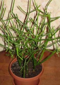 Euphorbia Tirucalli îngrijirea plantei acasă, regulile de plantare și metodele de reproducere