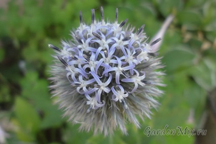 Muggerul (echinops), florile de grădină pe