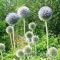 Muggerul (echinops), florile de grădină pe