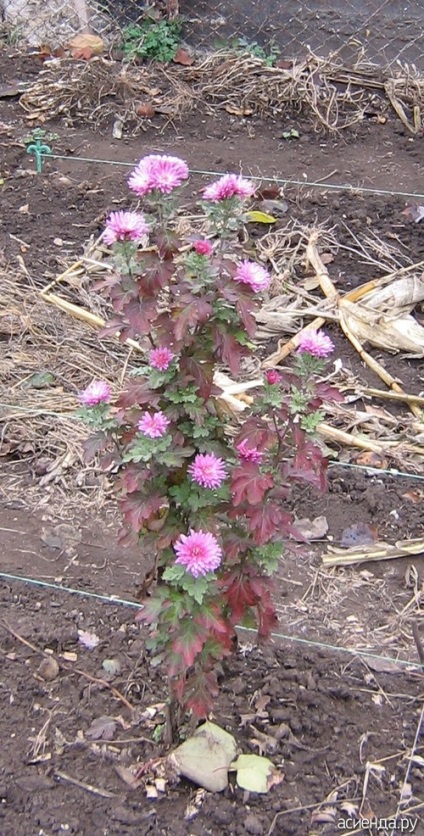 Pot planta o crizanteme în ghivece pe un pat de flori