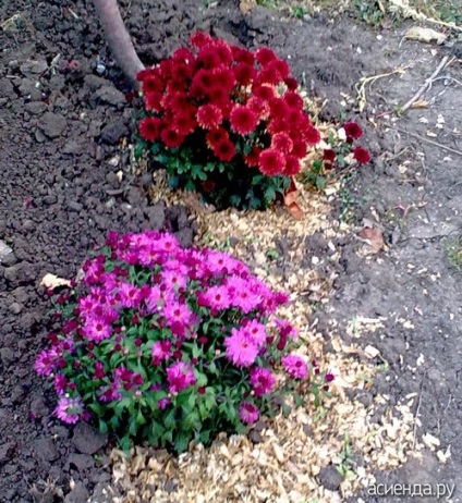 Pot planta o crizanteme în ghivece pe un pat de flori