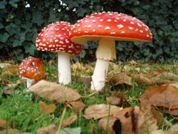 Amanita - simptomele și tratamentul remediilor populare la domiciliu