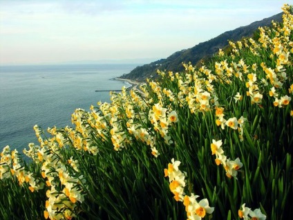 Narcissus fajták, telepítése és karbantartása, a trágyázás és a betegség, a kombináció más növények, fotók