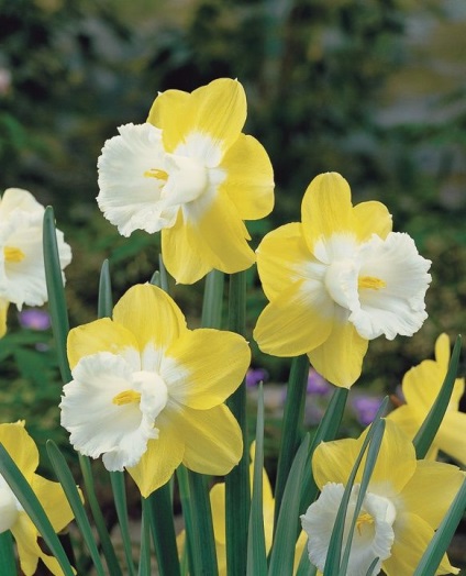 Narcissus fajták, telepítése és karbantartása, a trágyázás és a betegség, a kombináció más növények, fotók