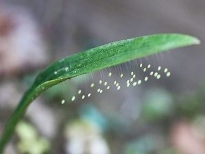 Dantela insectelor este un dușman natural al afidelor și al altor dăunători