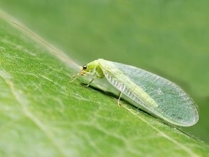 Dantela insectelor este un dușman natural al afidelor și al altor dăunători