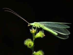 Lacewing rovar - természetes ellenségeivel levéltetvek és más kártevők