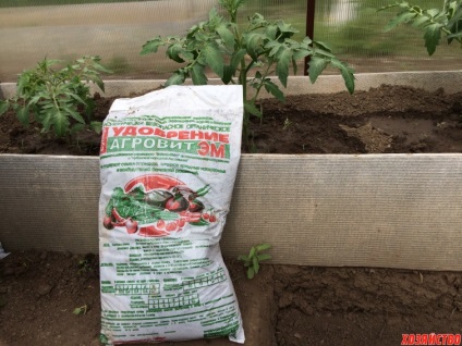 Am găsit un înlocuitor pentru gunoiul de grajd - îngrășământ agrovit - și răsadurile mele de tomate cresc ca nebun