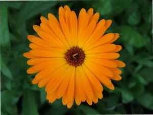 Tinctura de calendula in hipertensiune arteriala - tratamentul inimii