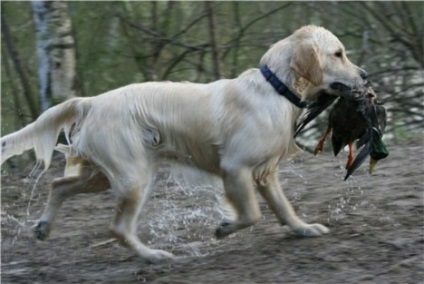 Natascha Golden Retriever