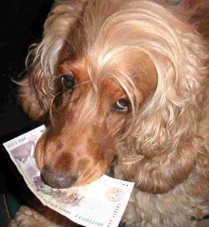 Trebuie să plătești taxe pentru câini
