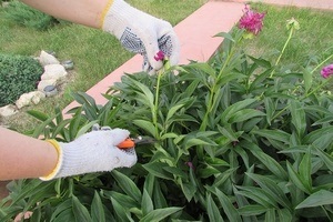 Metszés virágzás után bazsarózsák - Magic Plants