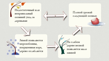 Tăierea pomilor fructiferi în toamnă și vară atunci când o faci