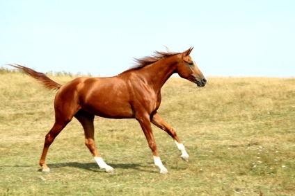 Privire de ansamblu a rasei don de cai, descrierea și fotografia acestuia