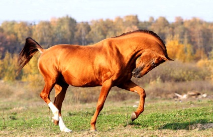 Privire de ansamblu a rasei don de cai, descrierea și fotografia acestuia