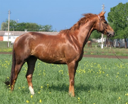 Prezentare generală a rasei descrierii calului andaluz și descriere completă cu fotografie