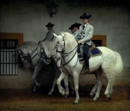 Prezentare generală a rasei descrierii calului andaluz și descriere completă cu fotografie