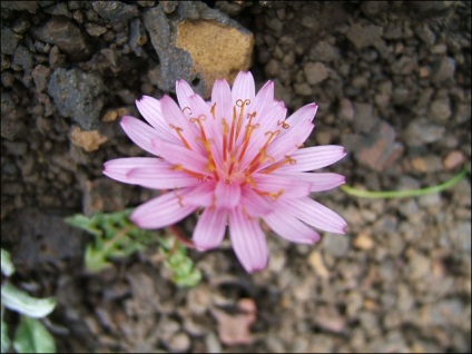 Dandelion informatii interesante despre floarea ta preferata
